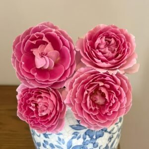 Fancy Rufle Rose