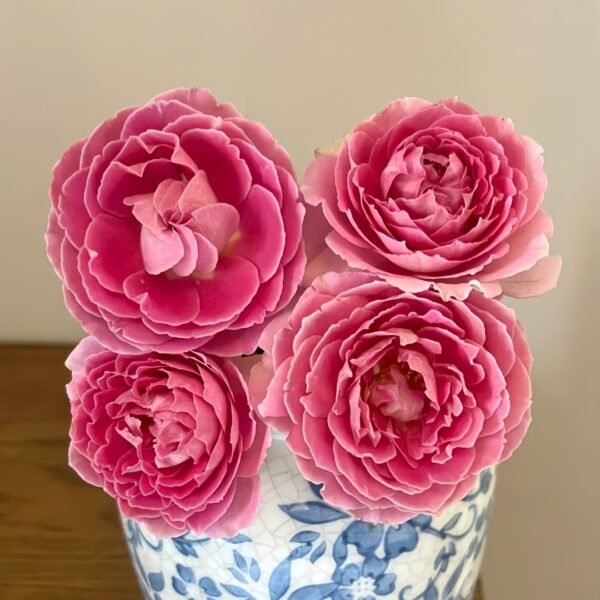 Fancy Rufle Rose