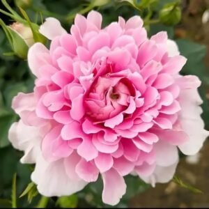 Fancy Rufle Rose