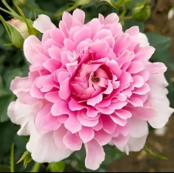 Fancy Rufle Rose