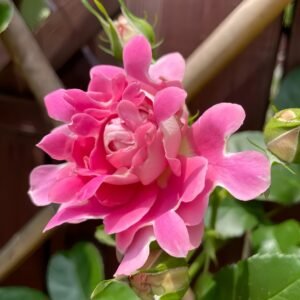 Fancy Rufle Rose