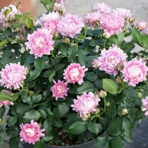 Fancy Rufle Rose