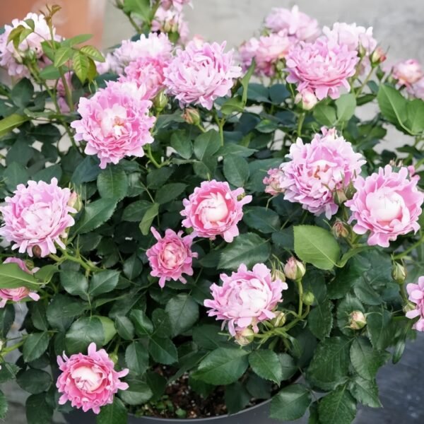 Fancy Rufle Rose