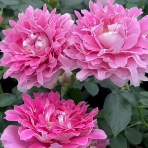 Fancy Rufle Rose