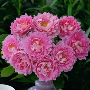 Fancy Rufle Rose