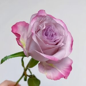 Glamorous Rose