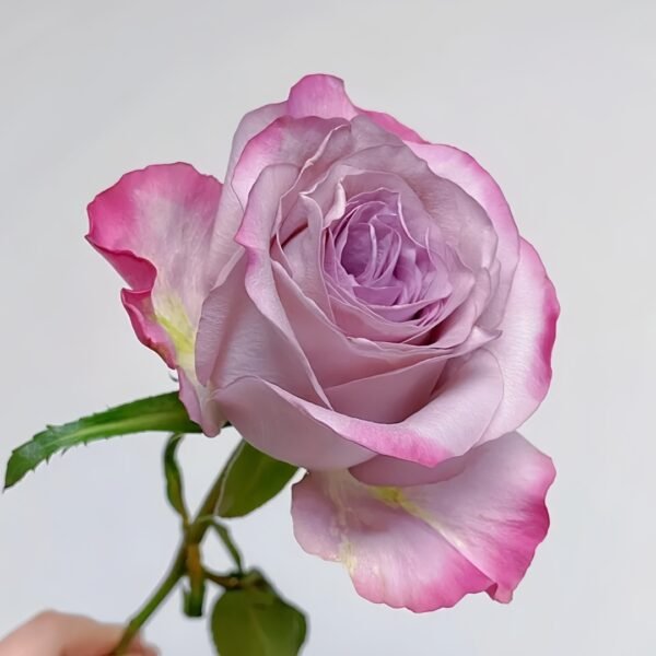 Glamorous Rose