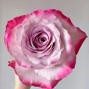 Glamorous Rose