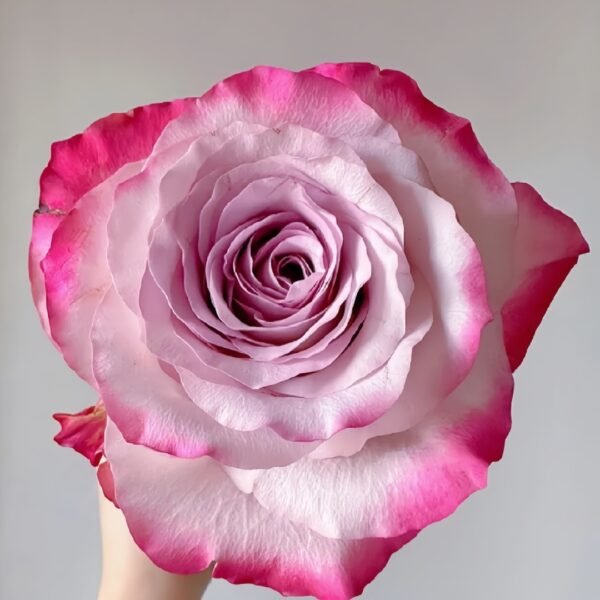 Glamorous Rose