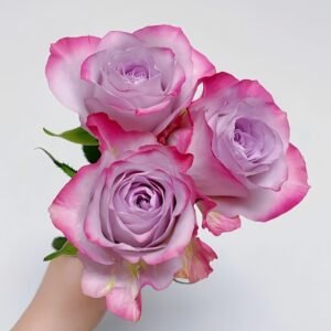 Glamorous Rose