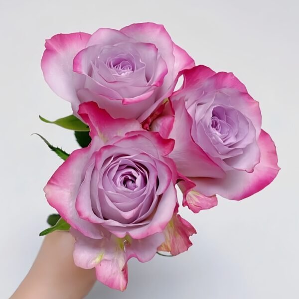Glamorous Rose