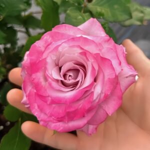 Glamorous Rose