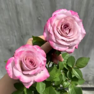 Glamorous Rose