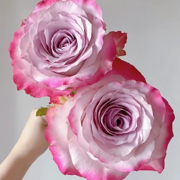 Glamorous Rose