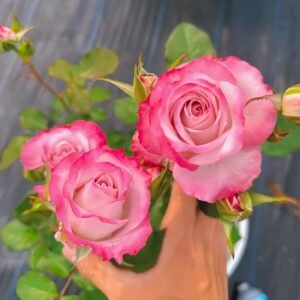Glamorous Rose