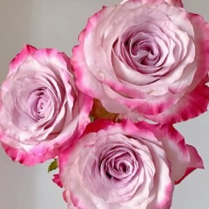 Glamorous Rose
