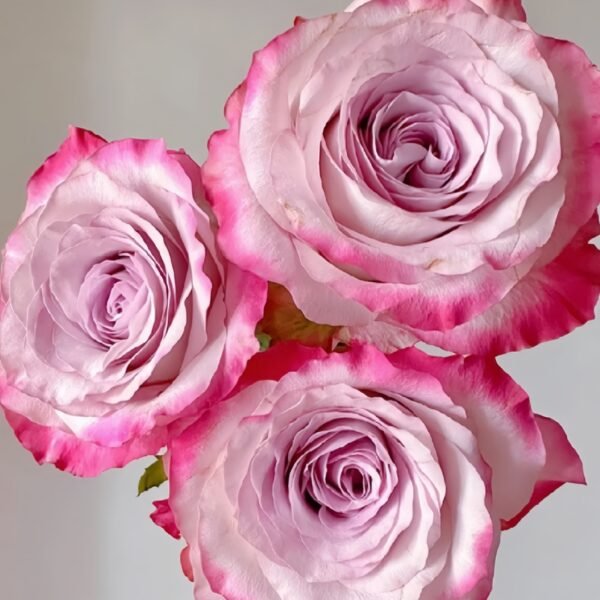 Glamorous Rose