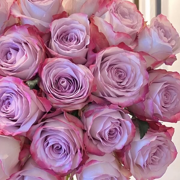 Glamorous Rose