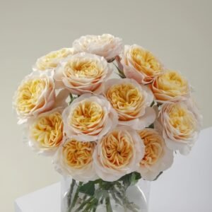 King's Cross Rose