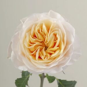 King's Cross Rose