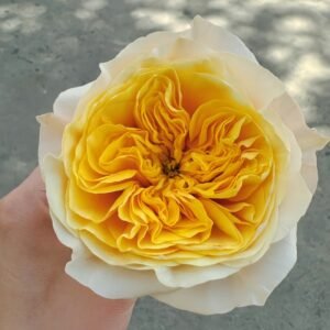King's Cross Rose