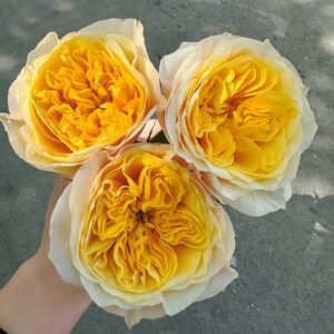 King's Cross Rose