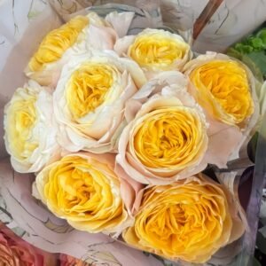 King's Cross Rose