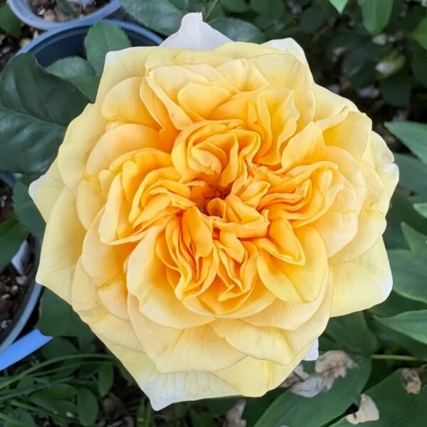King's Cross Rose