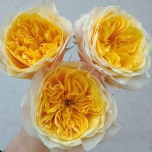 King's Cross Rose