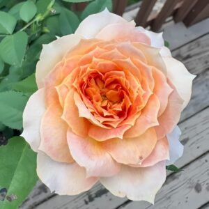 King's Cross Rose