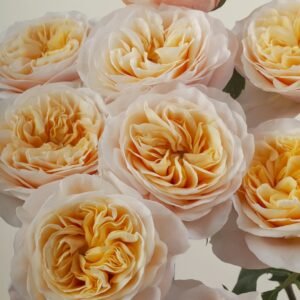 King's Cross Rose Plant｜国王十字架 - 图片 10