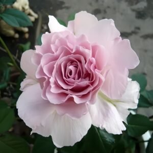 La mariee Rose