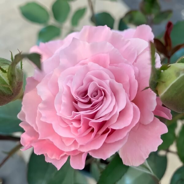 La mariee Rose