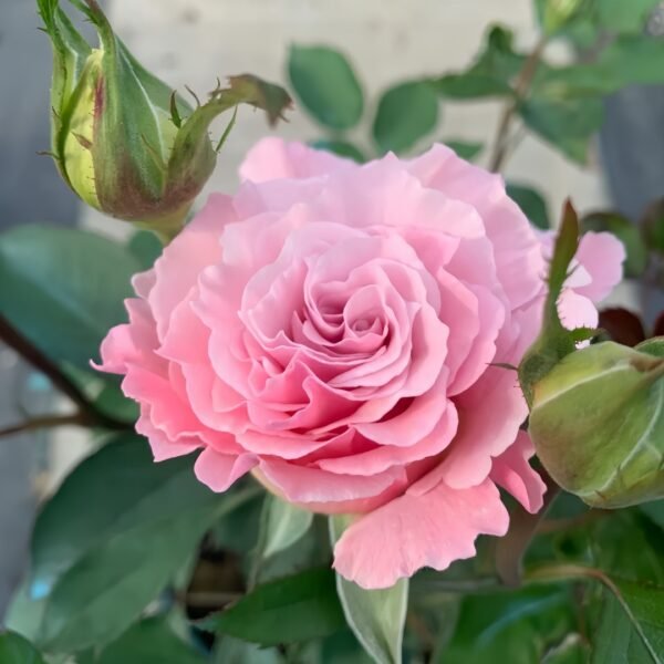 La mariee Rose