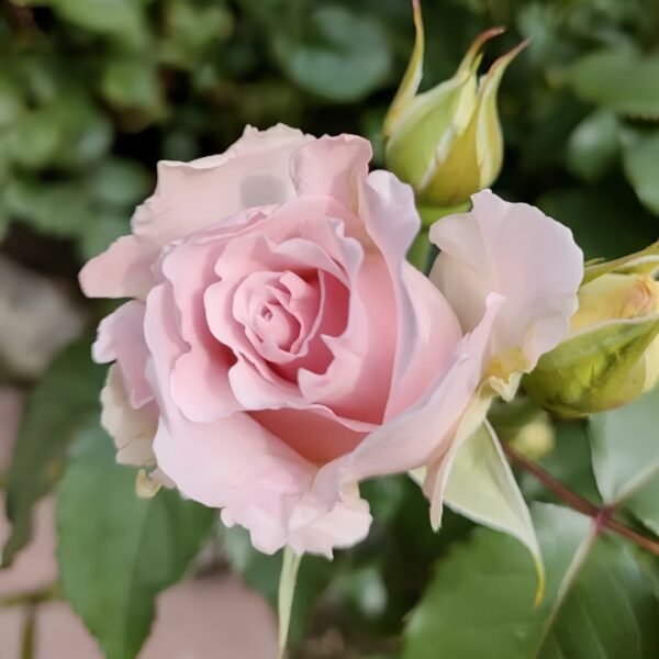 La mariee Rose