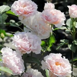 La mariee Rose