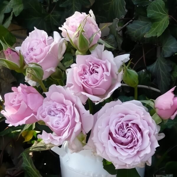 La mariee Rose