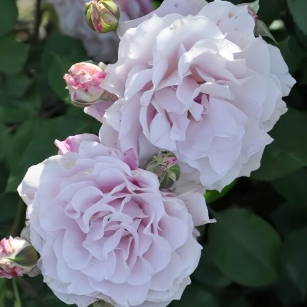 La mariee Rose