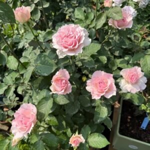 La mariee Rose