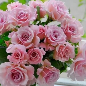 La mariee Rose