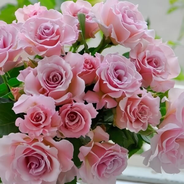 La mariee Rose