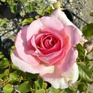 Neo cherry shallow Rose