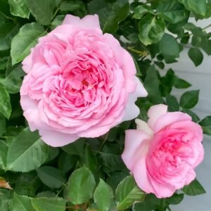 Neo cherry shallow Rose