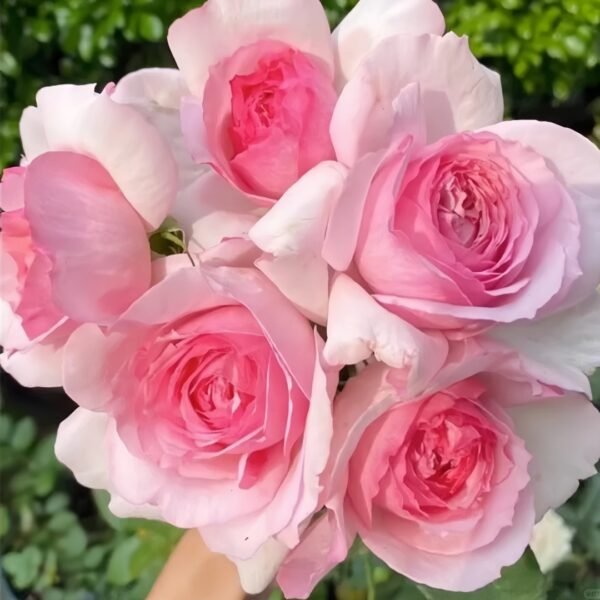 Neo cherry shallow Rose