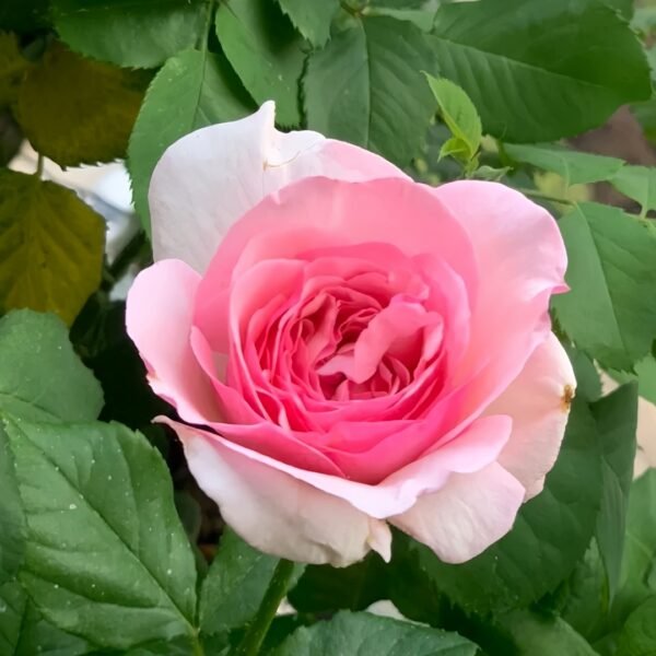 Neo cherry shallow Rose