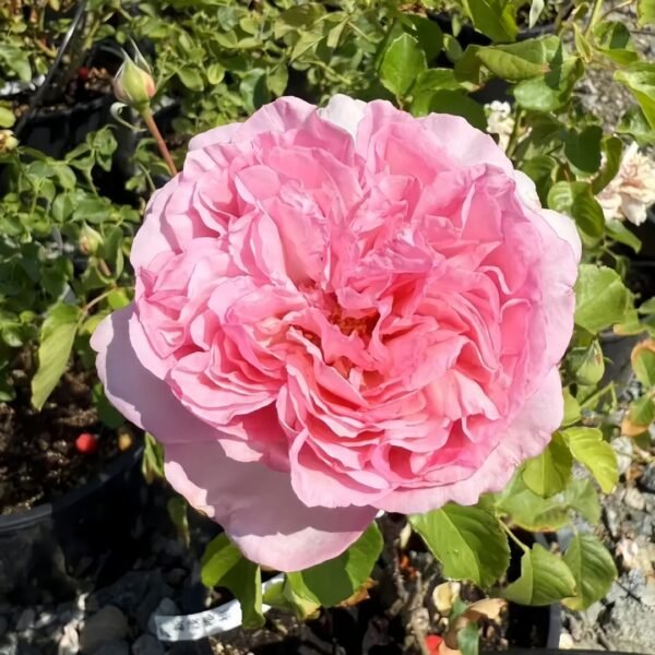 Neo cherry shallow Rose