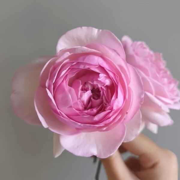 Neo cherry shallow Rose