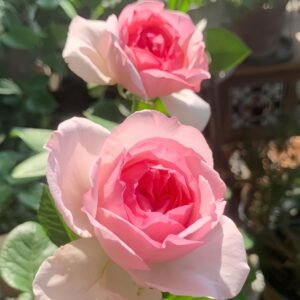 Neo cherry shallow Rose