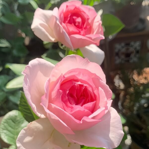Neo cherry shallow Rose