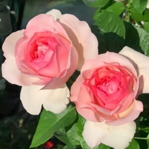 Neo cherry shallow Rose